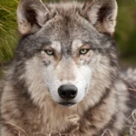 wolf live wallpaper android application logo